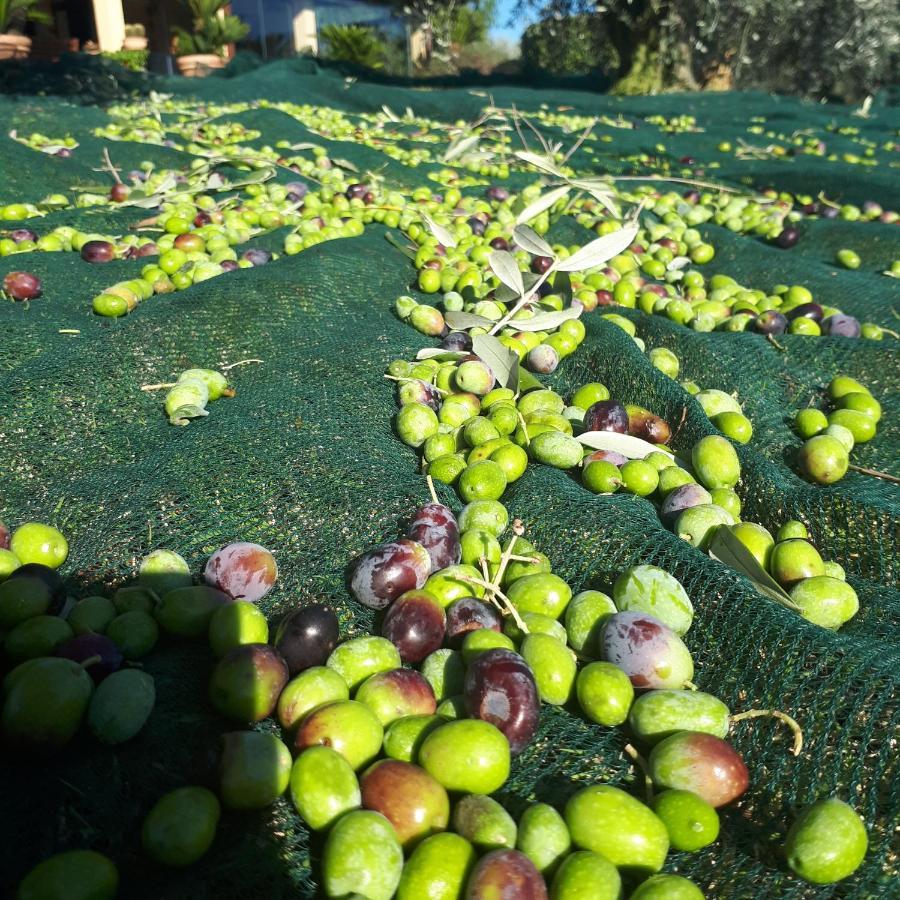 Casa Degli Ulivi Acomodação com café da manhã Cerveteri Exterior foto